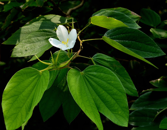 Dwarf White Bauhinia White Orchid Tree Project Noah