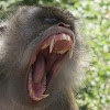 Long tailed macaque