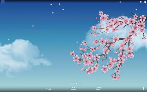 櫻花盛開