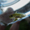 Pygmy marbled newt