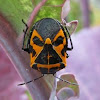 Harlequin Cabbage Bug