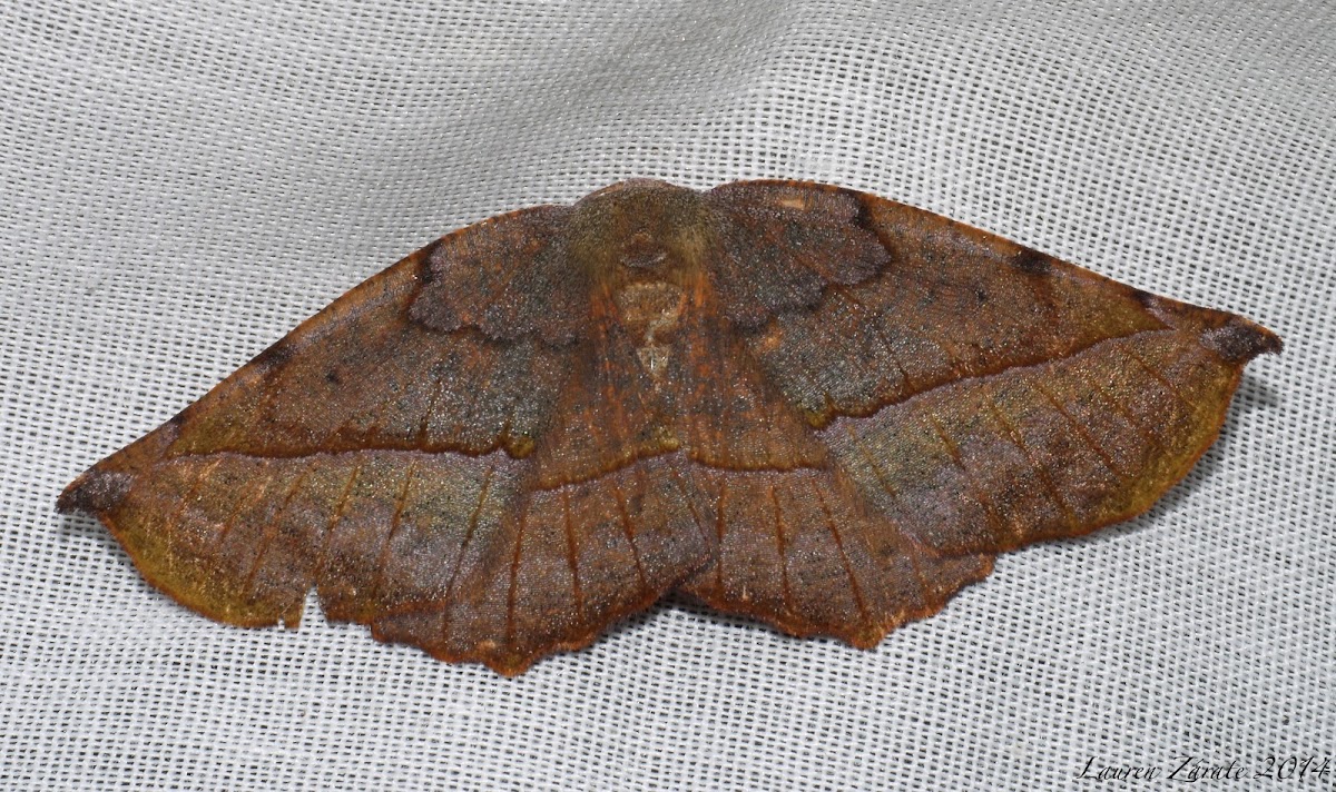 Dead Leaf Moth
