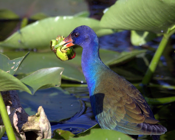 american-purple-gallinule-project-noah