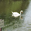 Mute Swan