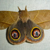 Leucanella Silk Moth