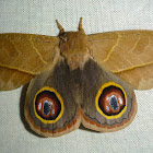 Leucanella Silk Moth