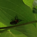 Firefly (Lightning bug )