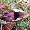 Purple Pitcherplant