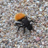 Velvet Ant / Wingless Wasp