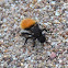 Velvet Ant / Wingless Wasp
