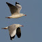 Brown-headed Gull