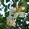 Key lime blossoms