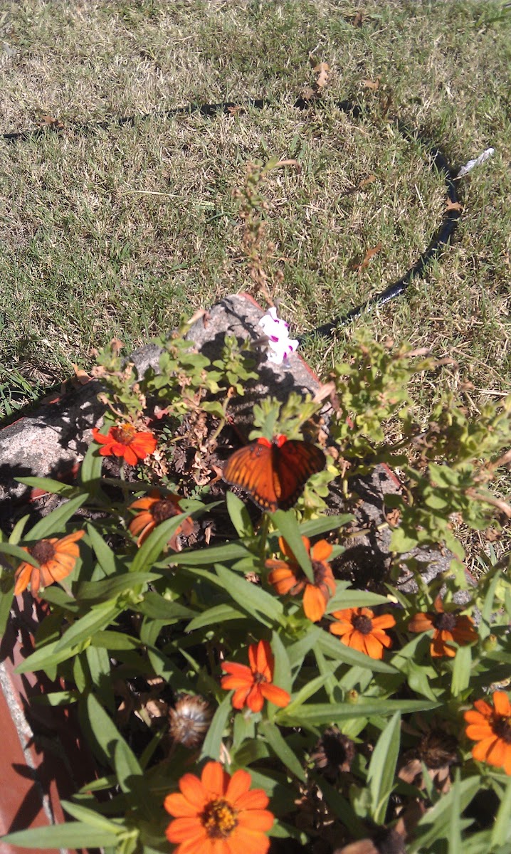 Gulf Coast Fritillary  Butterfly