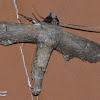 Euteliid moth
