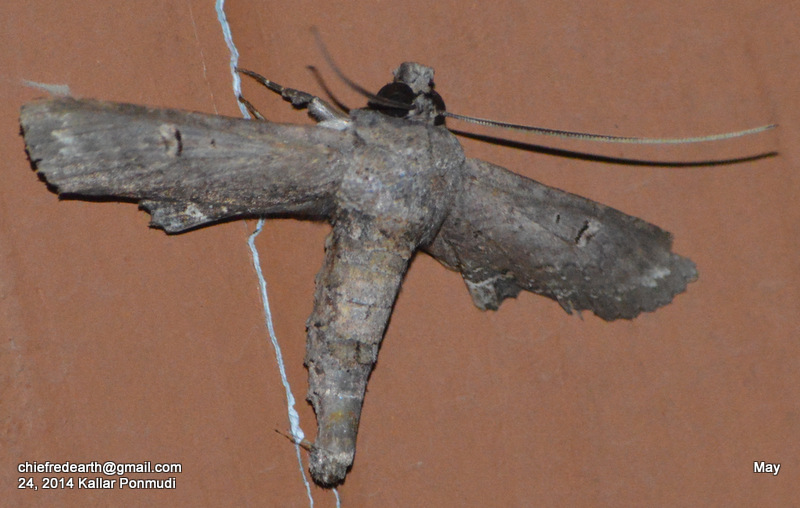 Euteliid moth