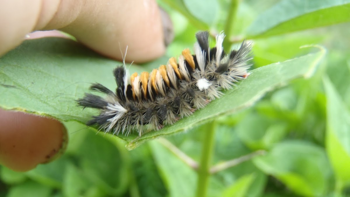 Milkweed Tussock Moth Caterpillar