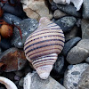 Pustular triton shell