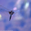 Slender Baskettail dragonfly (male, in flight)