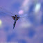 Slender Baskettail dragonfly (male, in flight)