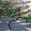 Common Garter Snake