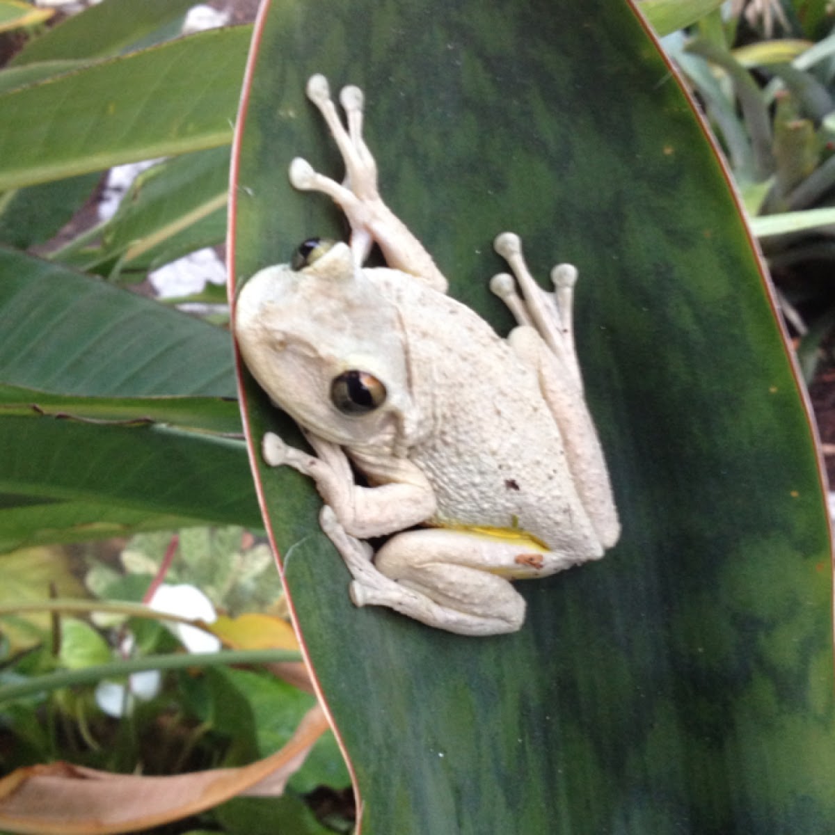 Cuban tree frog