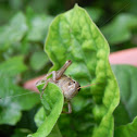 Grasshopper (species unknown)