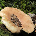 American Toad on Mushroom