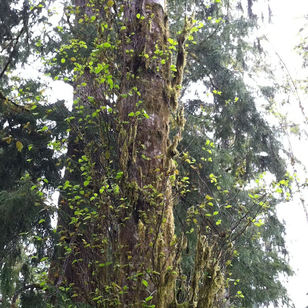 oregon plants Project Noah