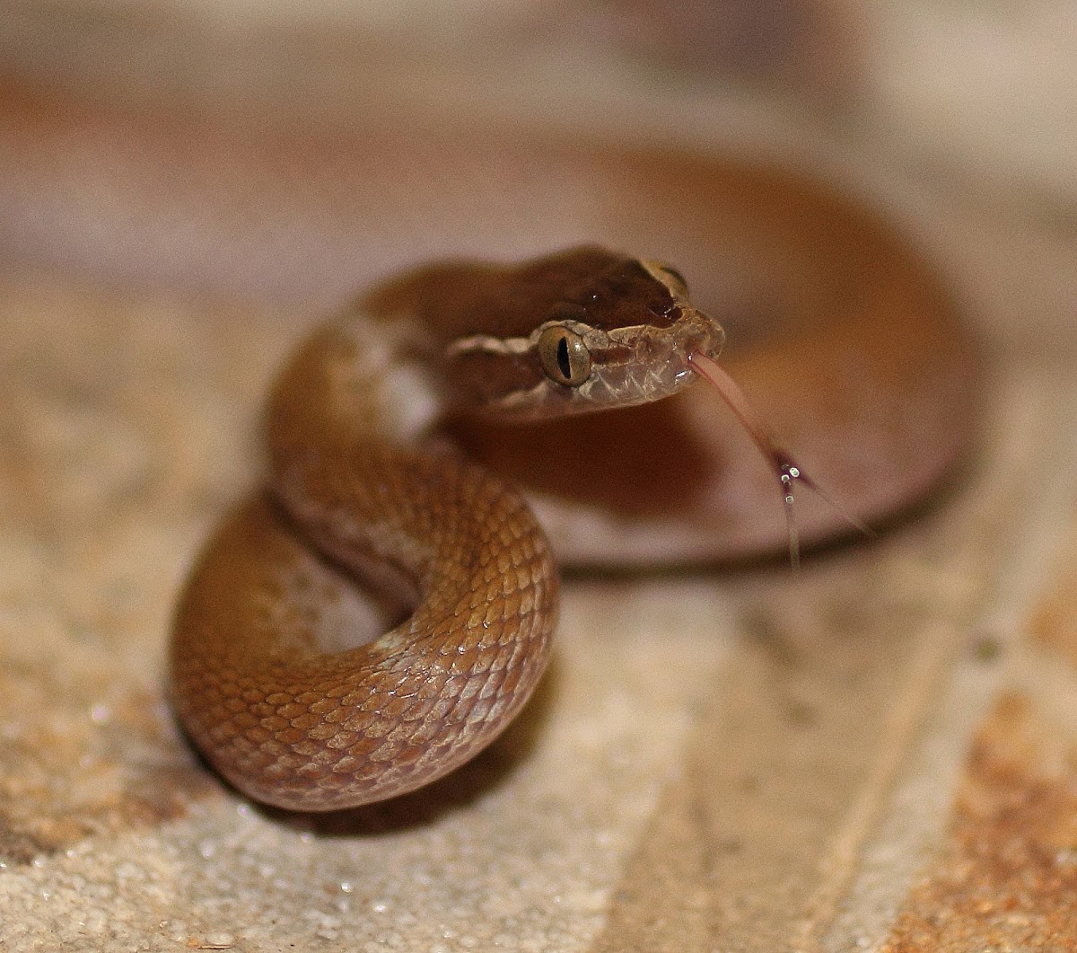 Brown House Snake