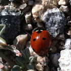Seven-spotted Ladybird