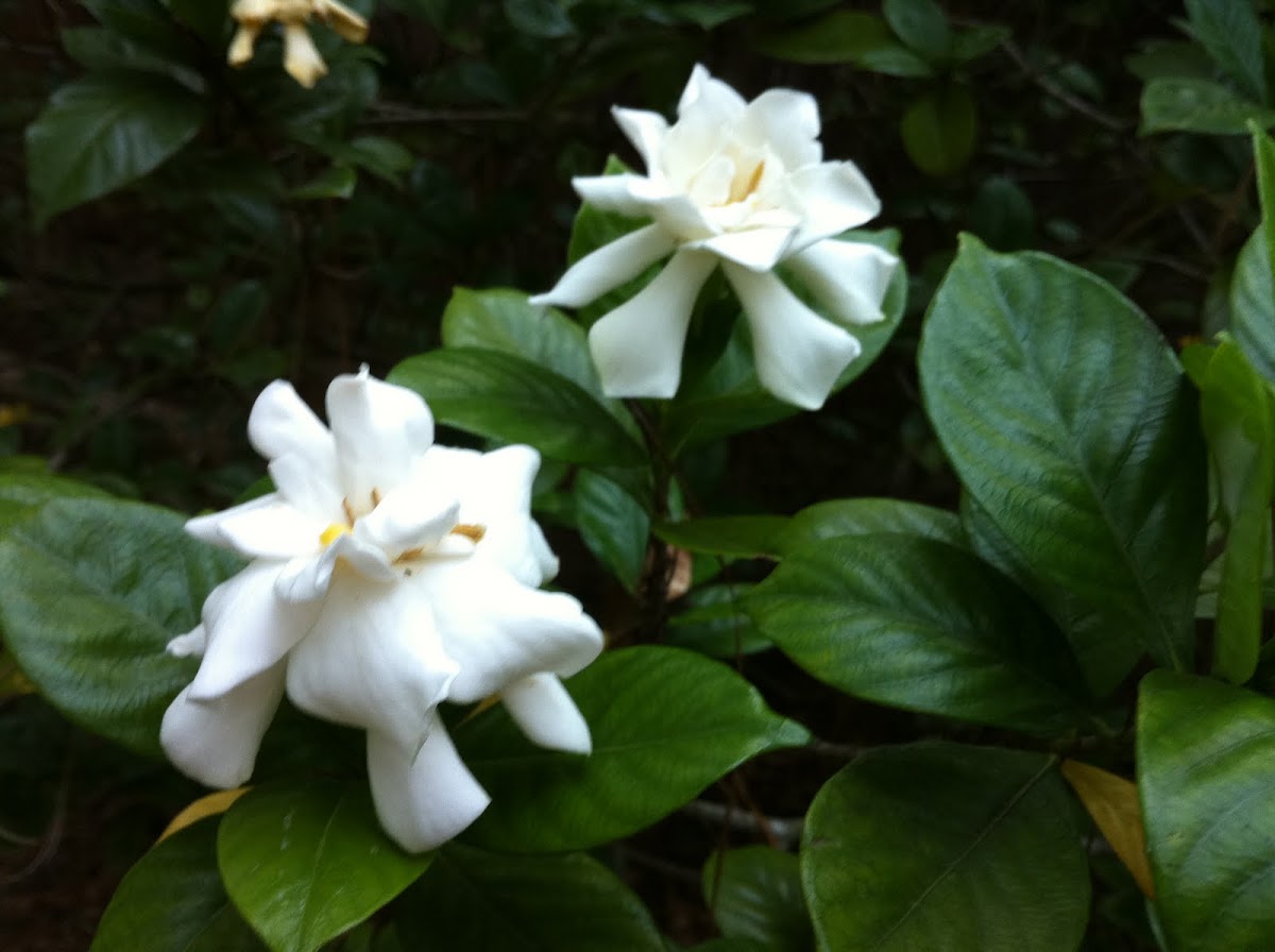 Gardenia