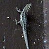 Common dwarf gecko