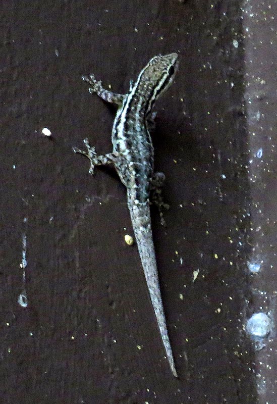 Common dwarf gecko