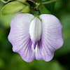Centro or Butterfly Pea