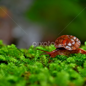 slow but sure by Fajar Njobonjero - Animals Other