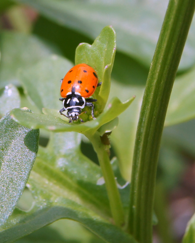 Covergent Ladybug
