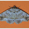 Erebid moth