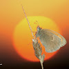 The Small Heath-Nymphalidae