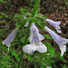 Lyre-leaf sage