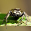 Large Jumping Spider