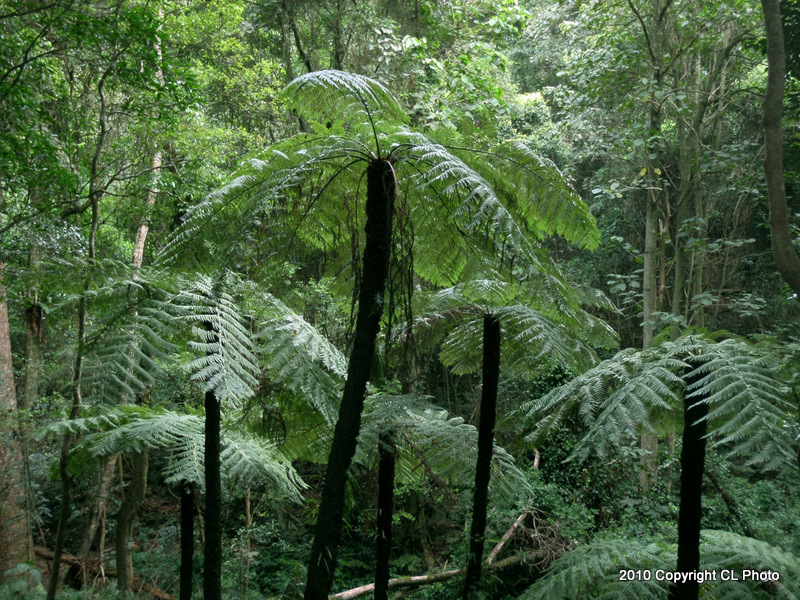 Soft Tree Fern, Man Fern or Tree Fern