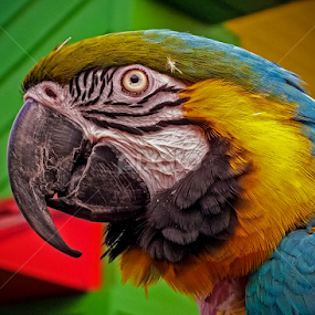 Macaw by LJ Ethier - Animals Birds