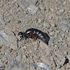 oil beetle