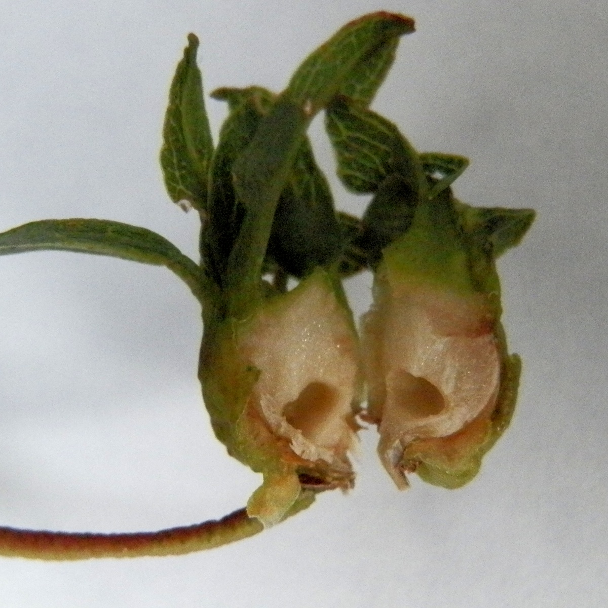 Fly gall on Eucalyptus Project Noah