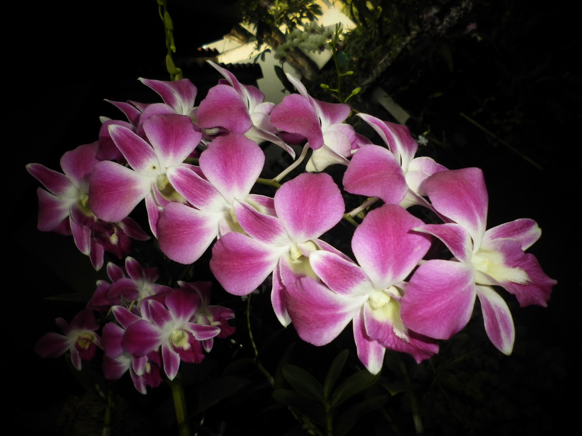 Dendrobium Orchid.