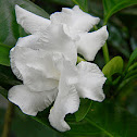 gardenia or crape jasmine