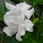 gardenia or crape jasmine