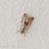 Tawny Prominent Moth