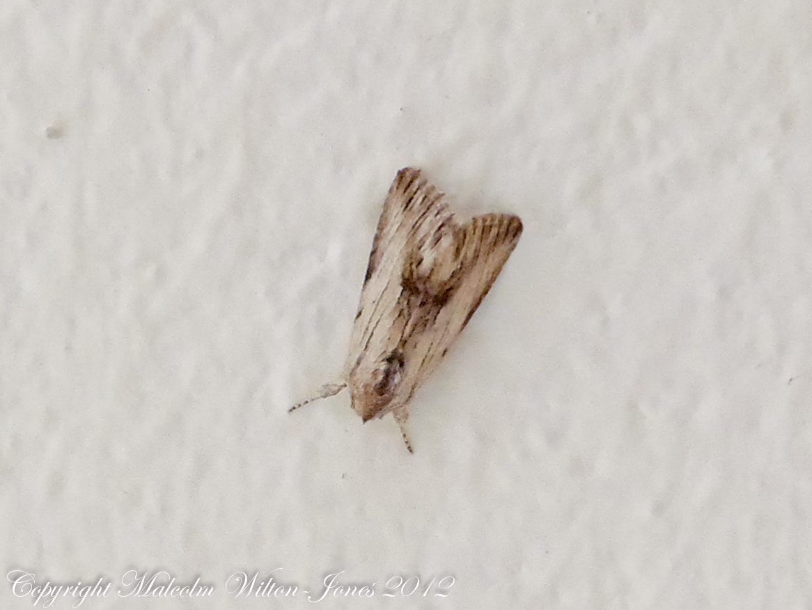 Tawny Prominent Moth