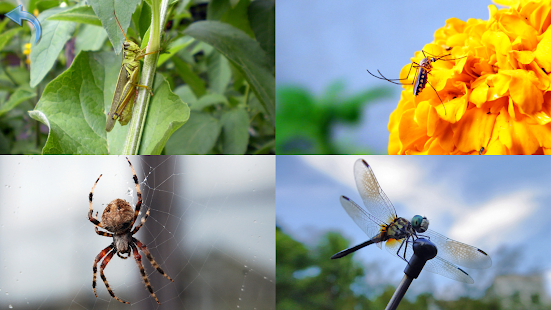   Kids Learn About Animals- screenshot thumbnail   